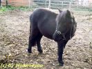 Mini-Shetty-Stutfohlen 1 Jahr