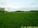 Wiese
