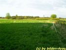 Wiese