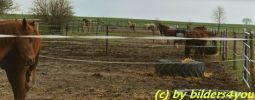 Paddocks