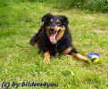 Boardercollie - Mix R�de