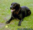 Labrador R�de