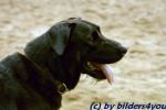 Labrador R�de