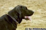 Labrador R�de