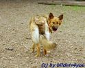 Sch�ferhund-Boardercollie - Mix