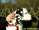 Dalmatiner H�ndin