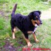 Boardercollie - Mix R�de