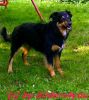 Boardercollie - Mix Rde
