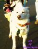 Jack Russel - Spitz-Mischung