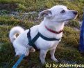 Jack Russel - Spitz-Mischung