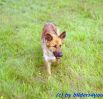 Schferhund-Boardercollie - Mix Hndin