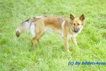 Sch�ferhund-Boardercollie - Mix H�ndin