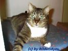 Hauskatze