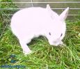 Zwergkaninchen