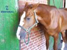 Hannoveraner Hengst 3 jhrig