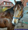 Polnisches Warmblut