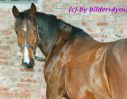 Polnisches Warmblut