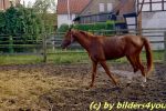 J�hrling