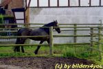 Friese Wallach 6 j�hrig