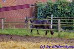 Friese Wallach 6 jhrig