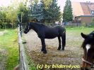 Friese Wallach 6 jhrig