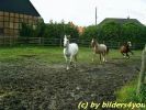 pfe_065