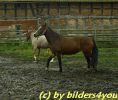 Welsh-Mix Stute