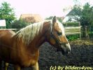 Haflinger Stute