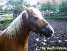 Haflinger Stute