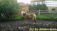 Haflinger Stute