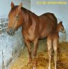 Quarterhorse Zuchtstute