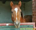 Quarterhorse