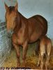 Quarterhorse Zuchtstute
