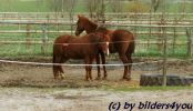 1 Quarterhorse und 1 ??