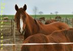 Quarterhorse
