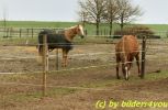 Quarterhorse Palomino