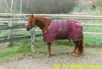 Quarterhorse