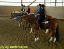 Quarterhorses beim Turnier