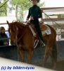 Quarterhorse beim Turnier