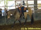 Quarterhorse beim Turnier
