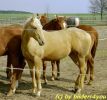 Quarterhorses J�hrlinge