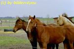Quarterhorses J�hrlinge