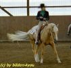 Quarterhorse Palomino beim Turnier
