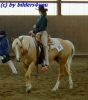 Quarterhorse Palomino  beim Turnier