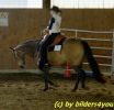 Quarterhorse beim Turnier