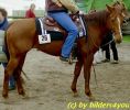 Quarterhorse vor dem Turnier