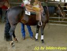 Quarterhorse vor dem Turnier