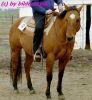 Quarterhorse vor dem Turnier