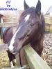 Endma�pony Wallach