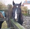 Endma�pony Wallach